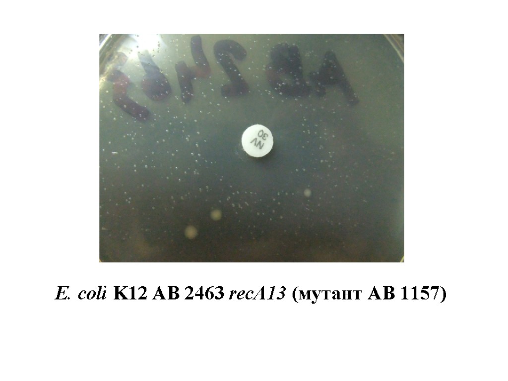 E. сoli K12 AB 2463 recA13 (мутант АВ 1157)